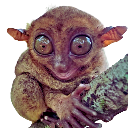 Travel Bohol Tours Logo