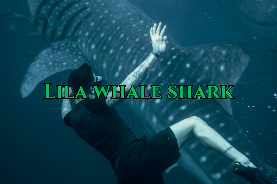 Lila Whale Shark Encounter